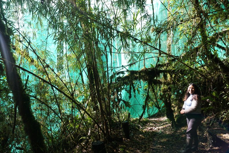 Beisit Luz Puma-Vilca working within the cloud forest curtain.